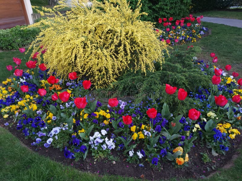 Flowers Red Blue Yellow Pink Stock Photo Image of flowers, yellow