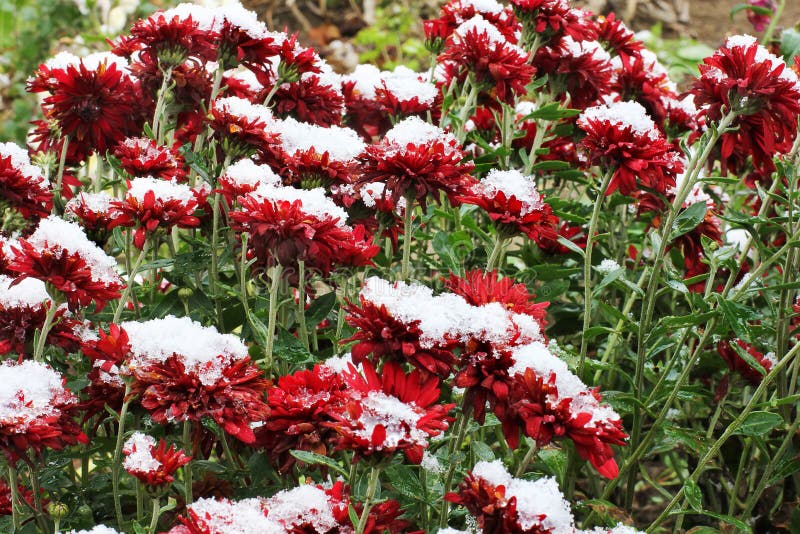 Red Chrysanthemums In Winter Stock Photo Image of blooming, closeup
