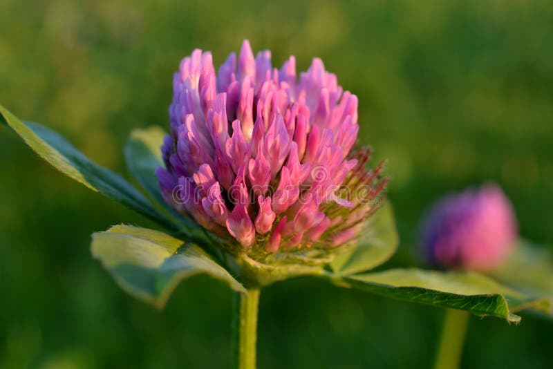 Flowers of red clover. stock photo. Image of inflorescence 26543662