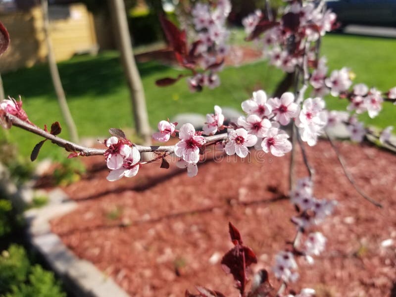 Flowers and Red Leaves stock photo. Image of petal, flower 218968038