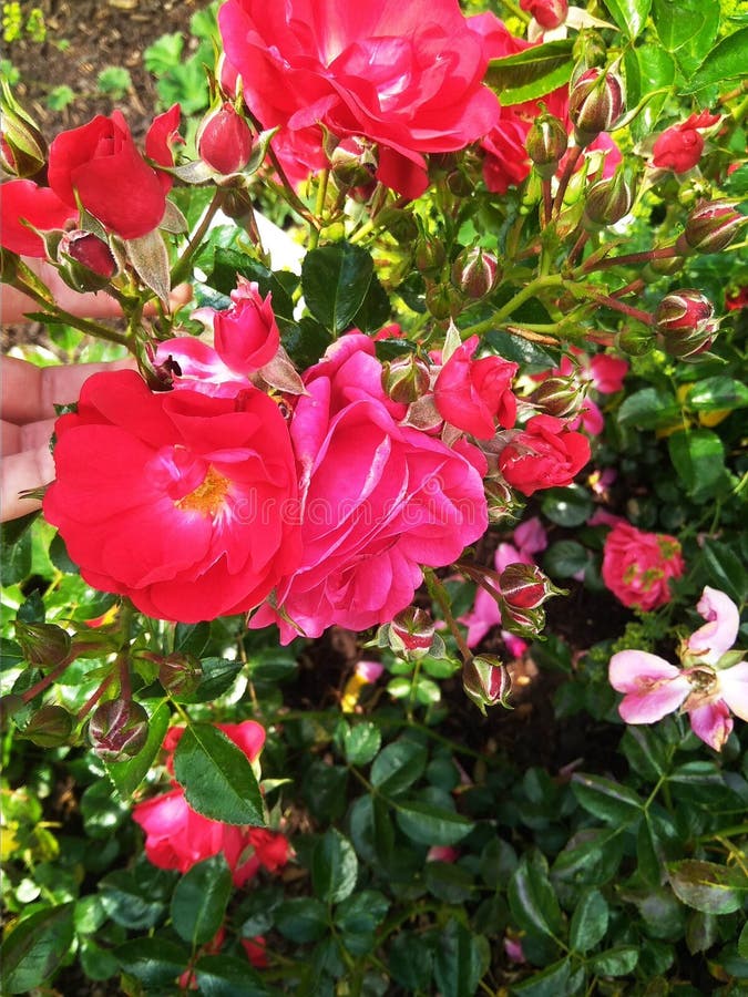 Flowers,red, My Favourite Flowers,rose, Stock Image Image of petal