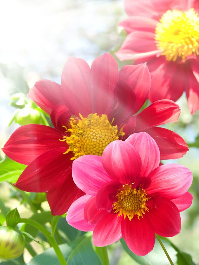 Flowers with Red and Pink Petals Stock Photo Image of plantation