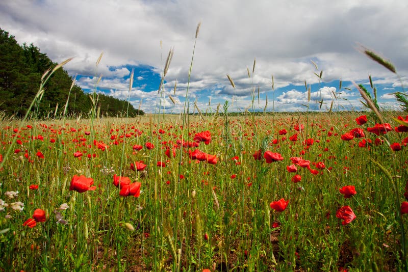 Flowers red poppies blossom on green wild field on the May with blue sky and clouds