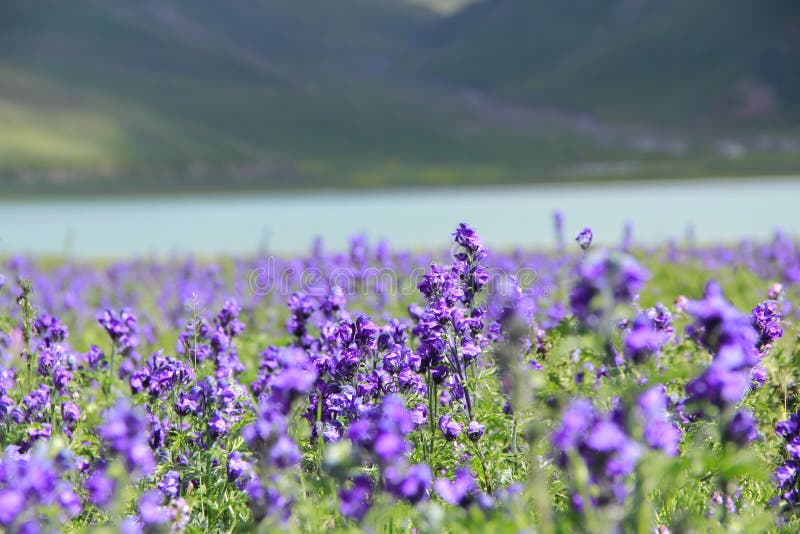 Flowers by the river stock photo. Image of tibet, violet 105610306