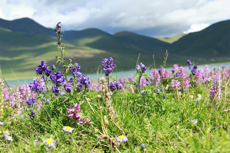 Flowers by the river stock photo. Image of wilderness 105610392