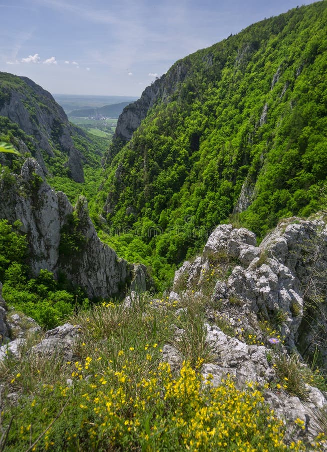 Kvety na skale na Zádielskej tiesňave