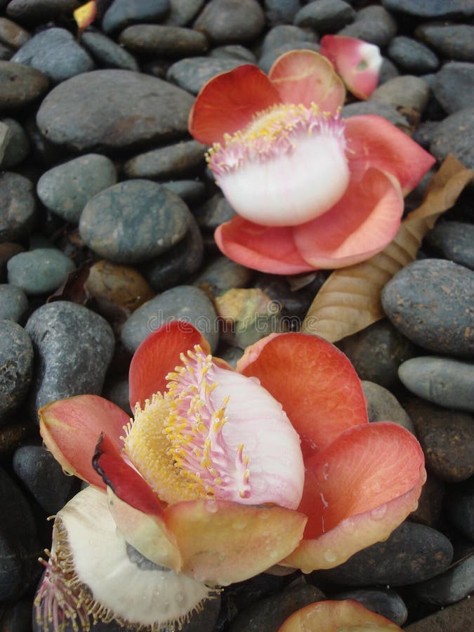 Flowers on the rocks stock photo. Image of flowers, rocks 42870118