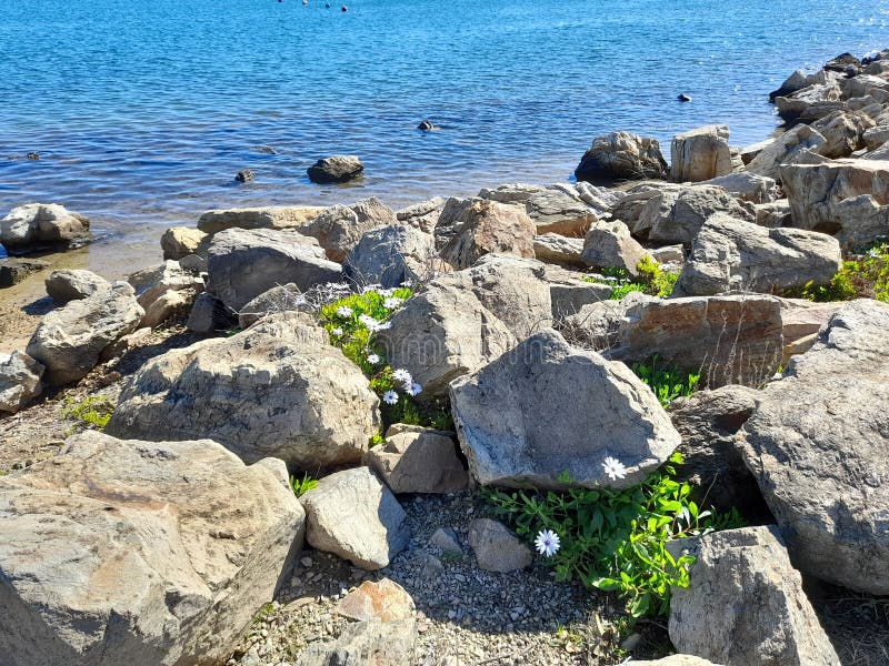 Flowers in Rocks at Lakeside Stock Photo Image of beach, ocean 237917026