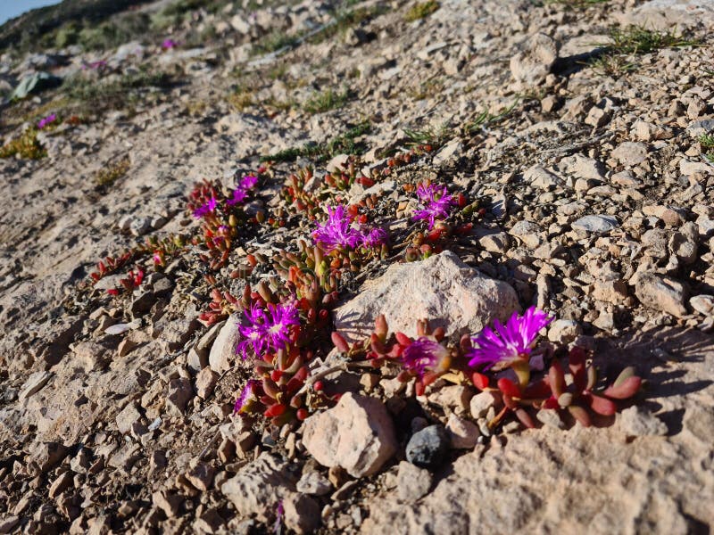 Flowers in the rocks. stock photo. Image of redflowers 213011680