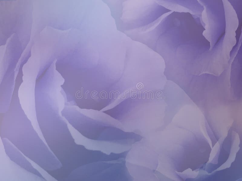 Flowers roses on blurry background . White-purple roses flowers. Floral collage. Flower composition.