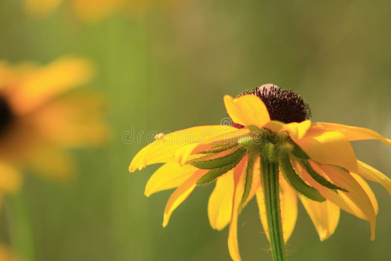 Flowers of Rudbeckia hirta, blossoms of black-eyed Susan in garden on sunny summer day stock images Flowers of Rudbeckia hirta, blossoms of black-eyed Susan in garden on sunny summer day stock images