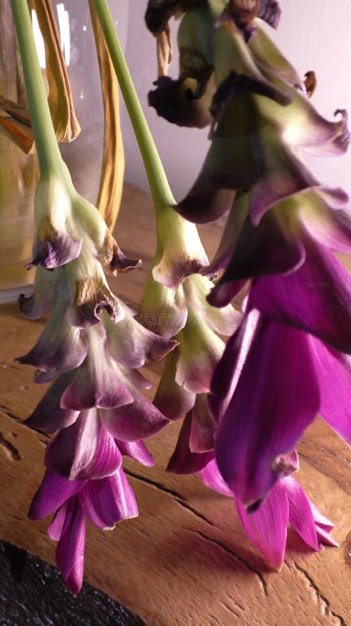 Flowers stock image. Image of wooden, daniellayashin 98939935