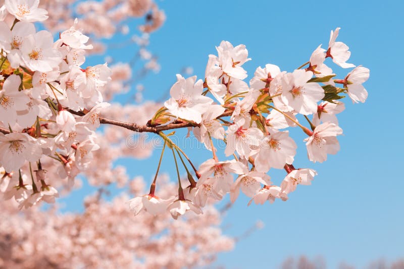 Flowers Sakura Flowering On Spring Sakura Tree And The Background Is