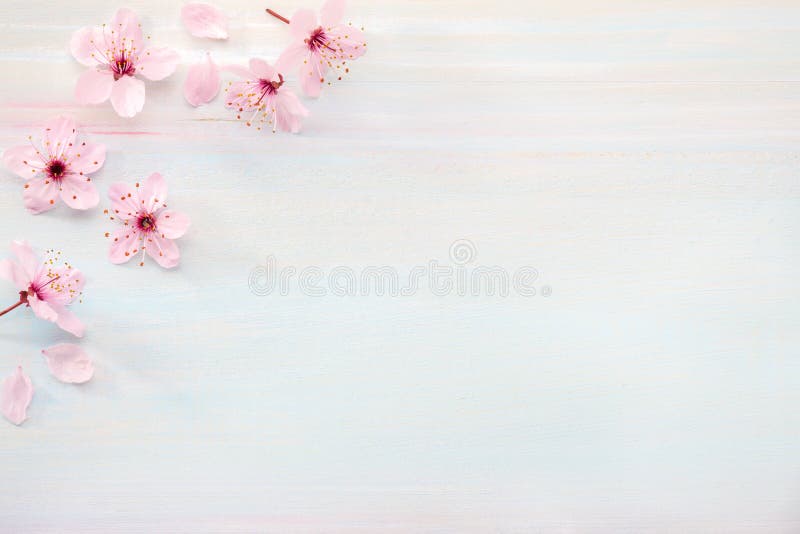 Flowers of Sakura on Wooden Board. Flat Lay Stock Photo - Image of ...