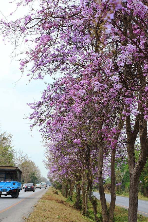Flowers SalaoBungor,Pride of India or Queen`s Flower. Stock Image