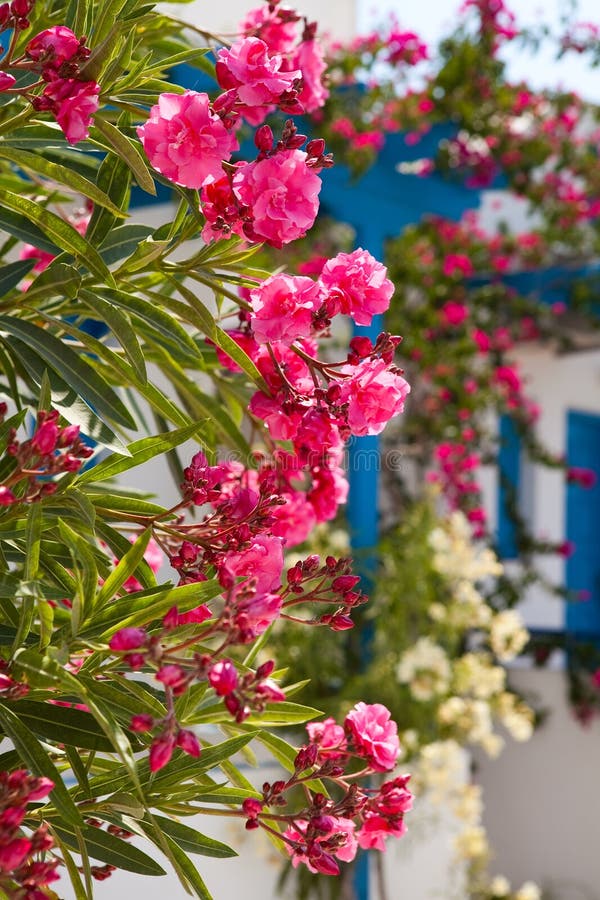 Flowers In Santorini, Greece Stock Photo Image 21756950