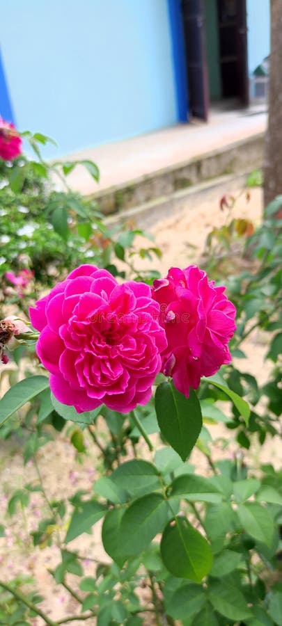 Flowers in the School Garden Stock Photo - Image of school, pink: 231049282