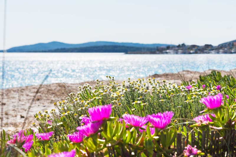 Flowers by the sea stock image. Image of alghero, blossom 91180041