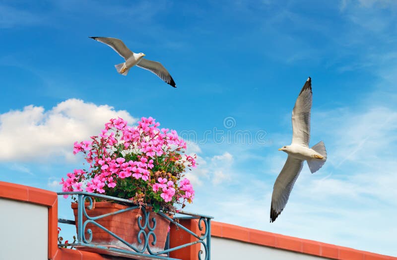 Flowers and seagulls