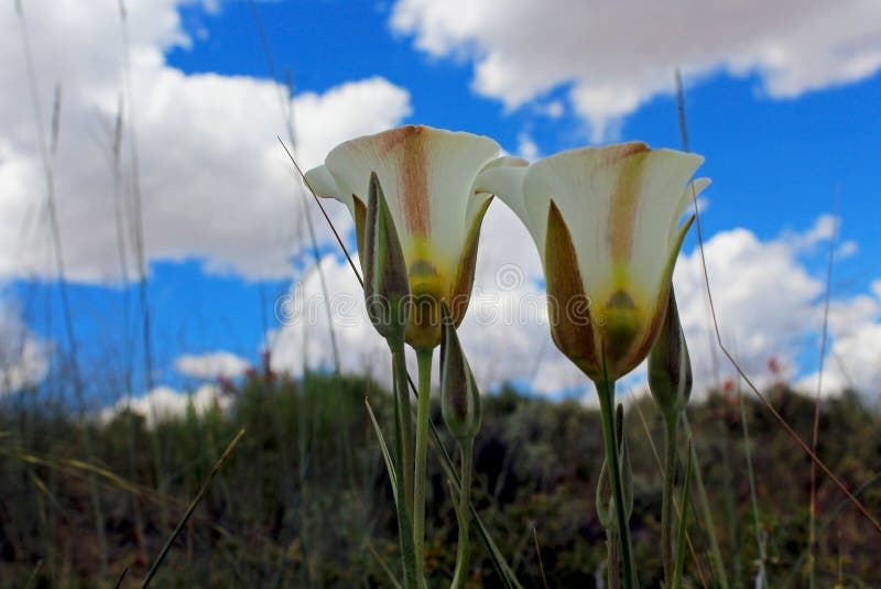 Flowers of Sego Lily under the blue sky, Calochortus nuttallii