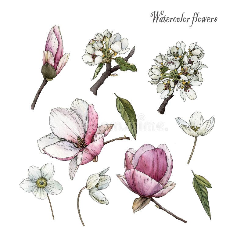 Flowers set of watercolor magnolia, anemones, cherry blossom and leaves in sketch style vector illustration