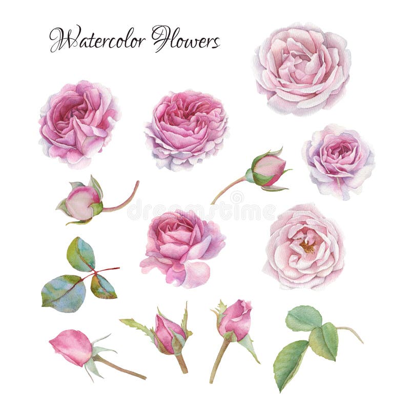 Flowers set of watercolor roses and leaves stock illustration Flowers set of watercolor roses and leaves stock illustration