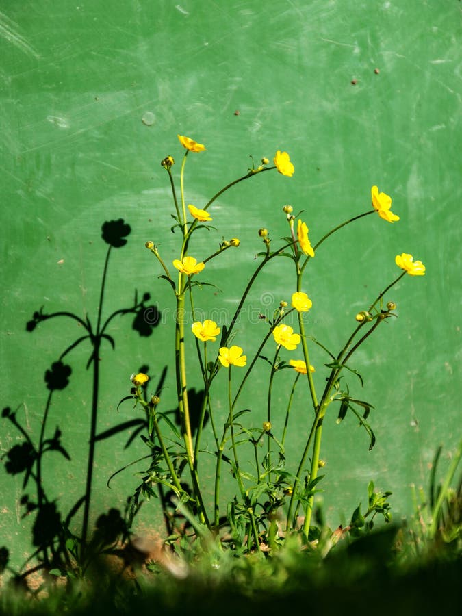 Flowers and Shadows on the Wall, Suitable for Background Stock Image
