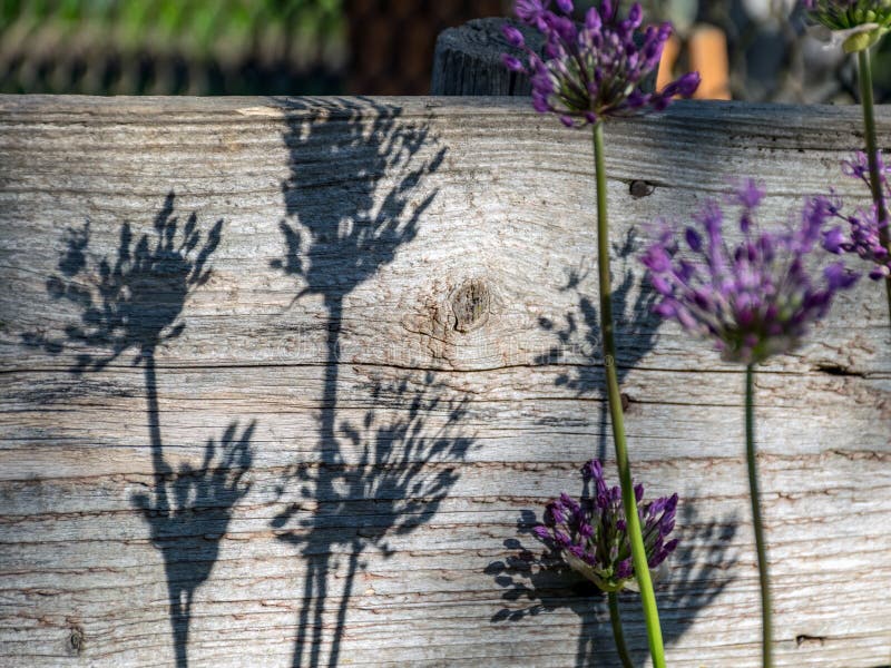Flowers and Shadows on the Wall, Suitable for Background Stock Photo