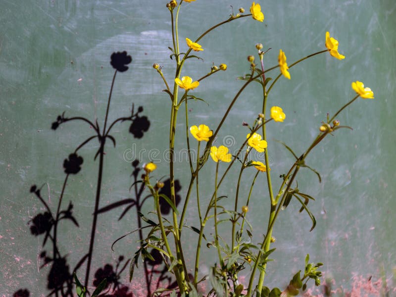 Flowers and Shadows on the Wall, Suitable for Background Stock Photo