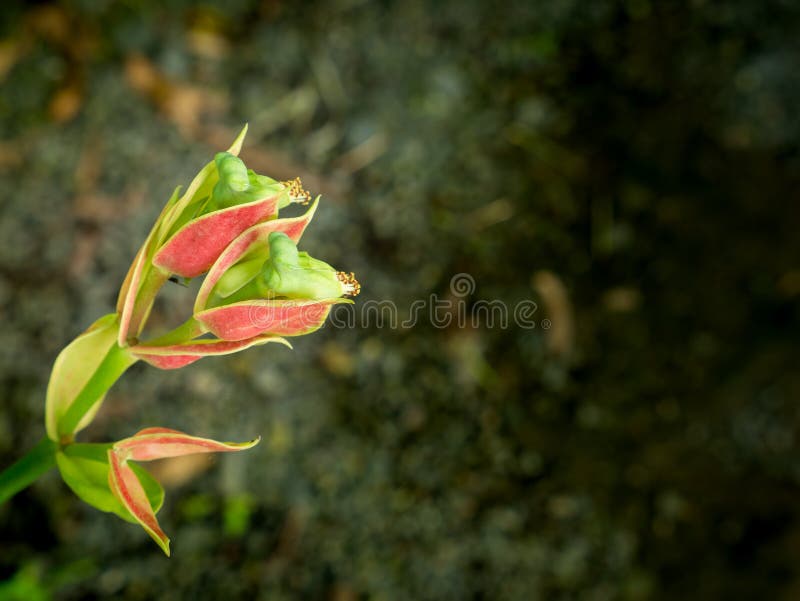 Flowers are Shaped Like Birds Blooming Stock Photo Image of design
