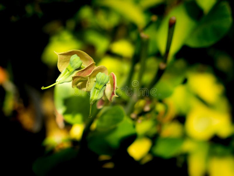Flowers are Shaped Like Birds Blooming Stock Photo Image of design