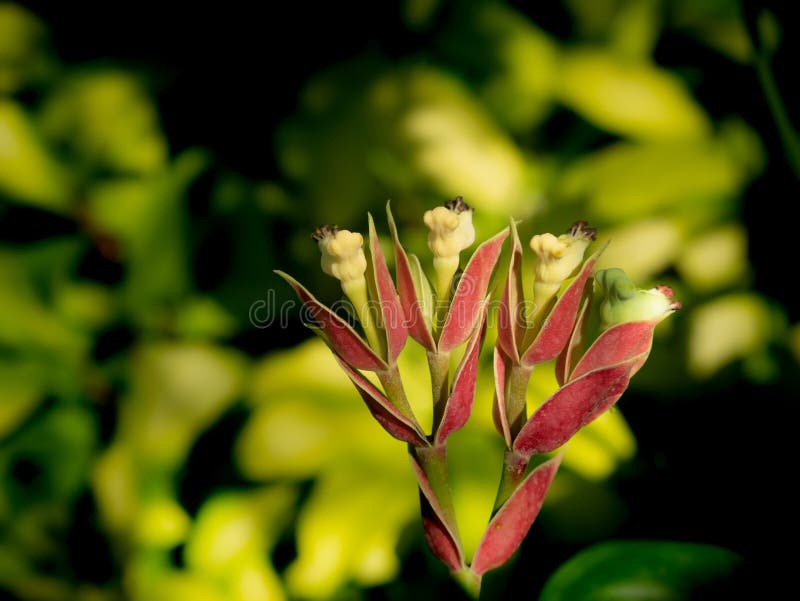 Flowers are Shaped Like Birds Blooming Stock Photo Image of green