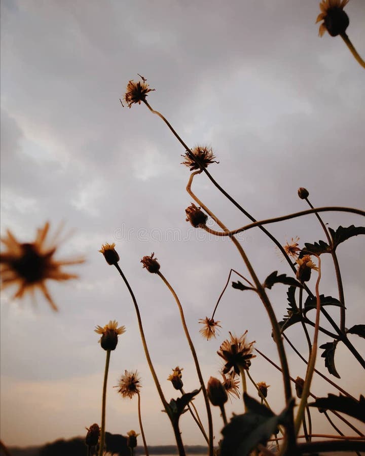 Flowers from Shrubs that are Still Strong in the Storm Stock Photo