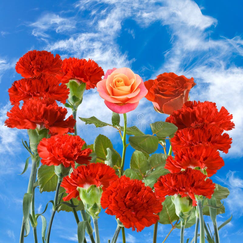 Flowers on sky background stock photo. Image of fresh - 48154098