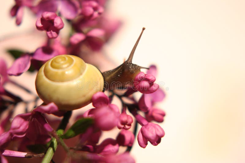 Flowers snail