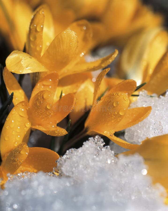 Flowers and snow