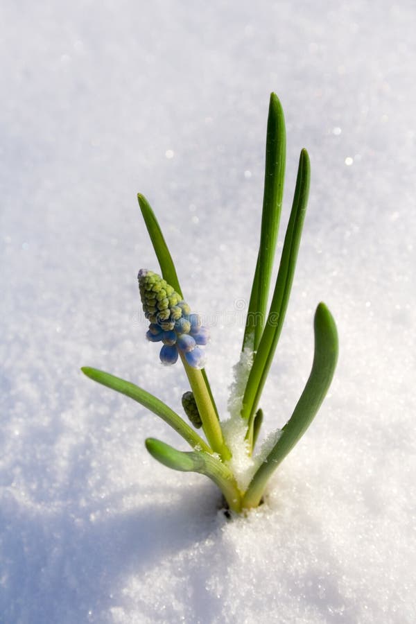 Spring flowers coming up stock image. Image of flower 3793203