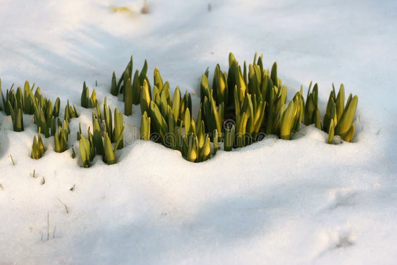 Flowers in the snow