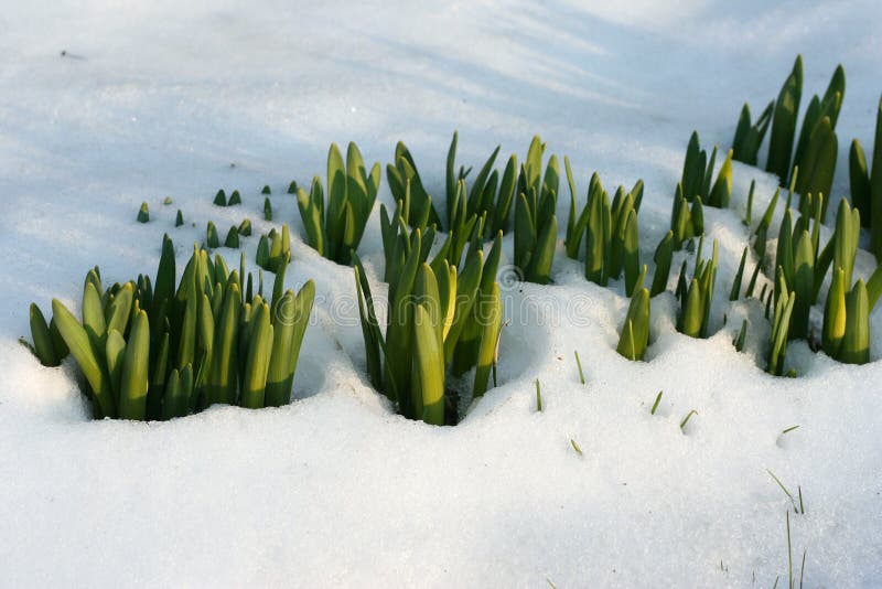 Flowers in the snow