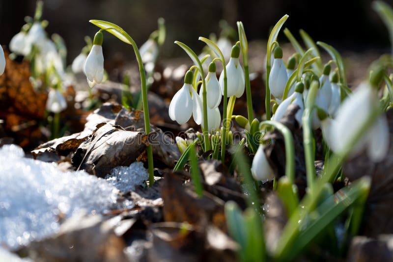 Fiori bucaneve giardino, luce del sole.