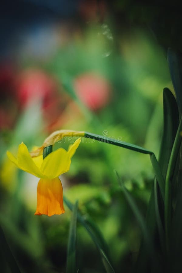 Flowers Soft Focus Effect. Depth of Field Stock Image Image of bloom