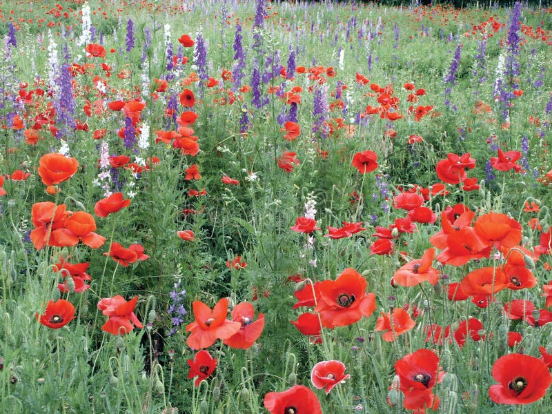 Flowers in South Texas stock image. Image of spring, flowers 3364811