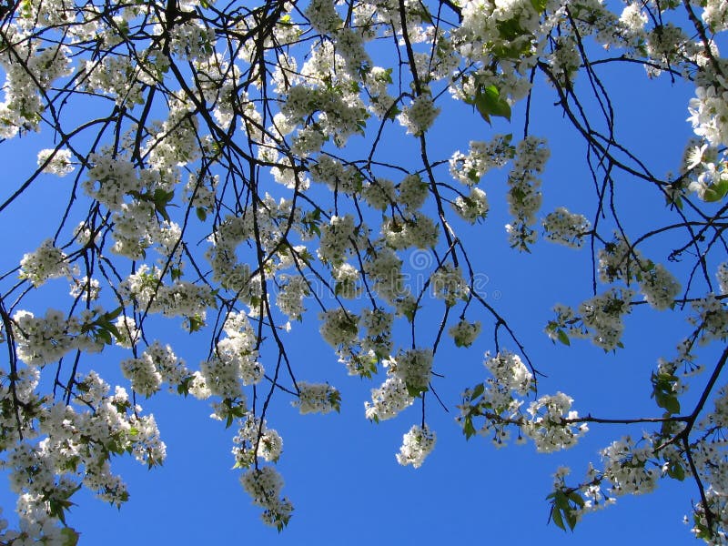 Flowers in spring