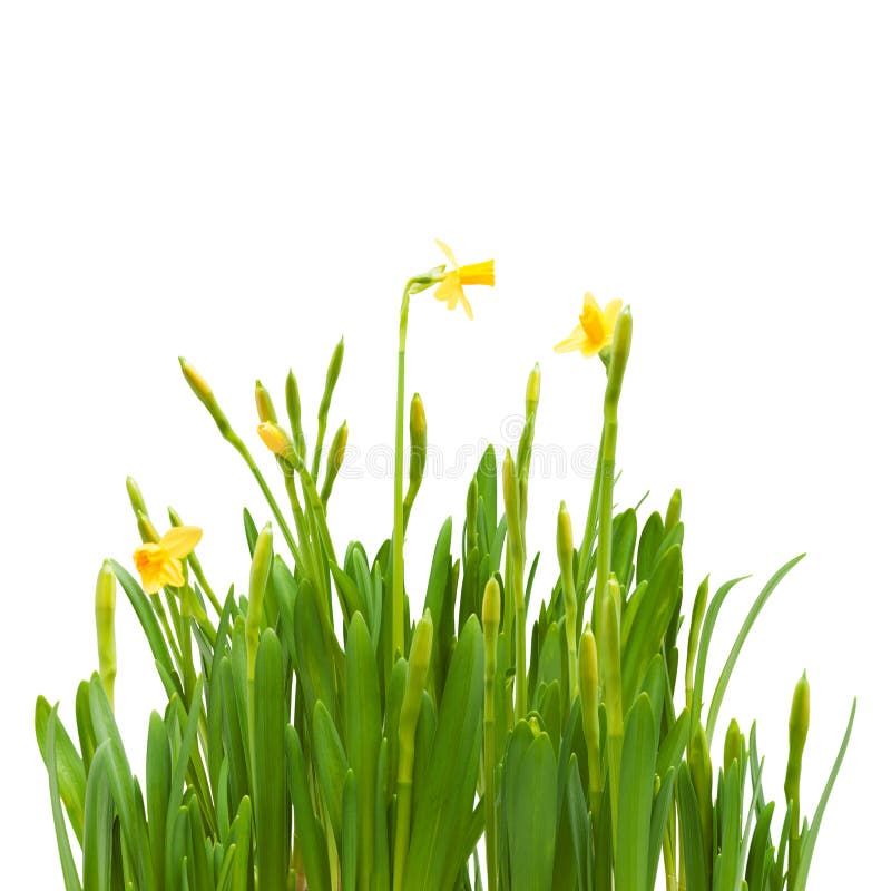 Flowers spring bloom daffodils isolated white royalty free stock photos