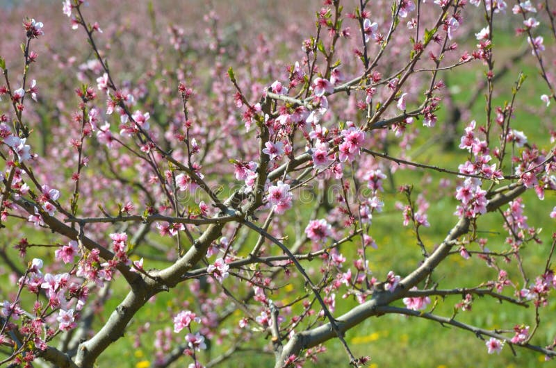 Flowers in spring royalty free stock photos