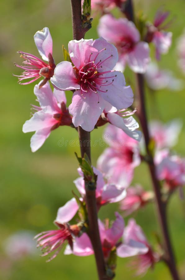 Flowers in spring royalty free stock image
