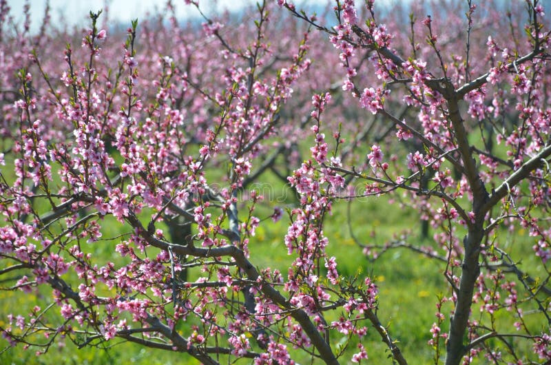 Flowers in spring stock photography