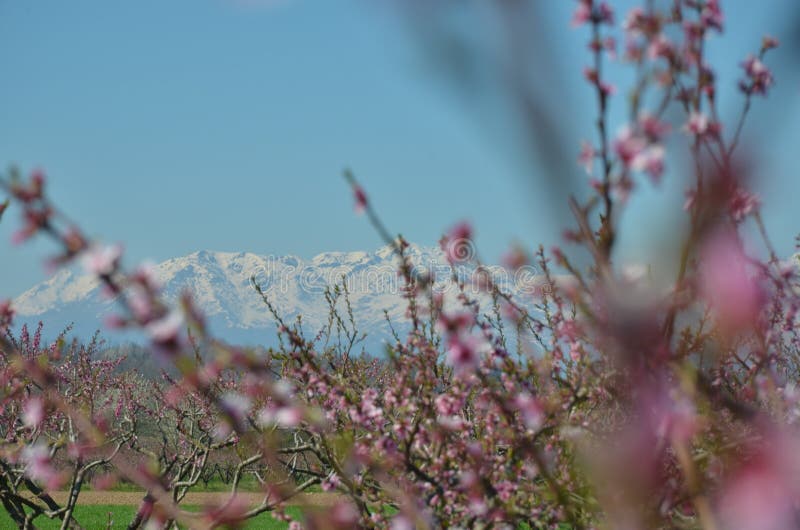 Flowers in spring stock photo