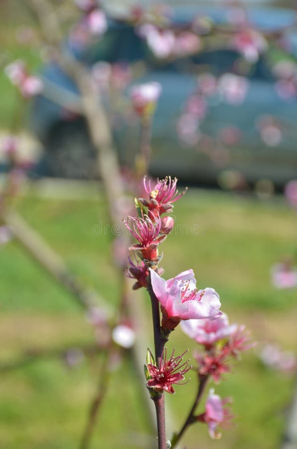 Flowers in spring stock photo