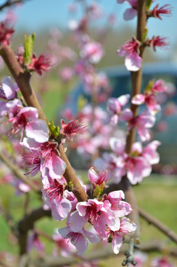 Flowers in spring royalty free stock image